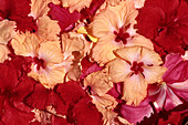 Hibiscus Korb,Turtle Island Resort, Turtle Insel, Yasawa Inseln, Fiji