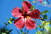 Red Hibiscus Flower,Jean-Michel Cousteau Resort, near Savusavu, Vanua Levu, Fiji