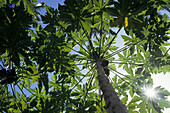 Papaya Baum, Paw Paw,Rarotonga, Cook Inseln