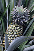 Ananas mit Rod Stewart Friseur,Paopao Valley, Moorea, Französisch Polynesien