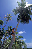 Japanische Tourist klettert einen Kokospalme hoch,Motu Roa, Bora Bora Lagoon, Französisch Polynesien