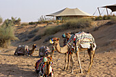 Kamele, Al Maha Desert Resort, Dubai, Vereinigte Arabische Emirate