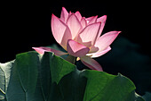 Lotus Blume, Lou Lim Ieoc Garden, Macao
