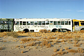 Busse, Mojave-Wüste, Kalifornien, USA