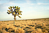 Joshua Tree-Baum, Moyave-Wüste, Kalifornien, Usa