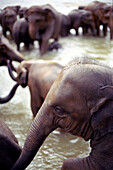 Elephants bathing in river near Kandy, Sri Lanka