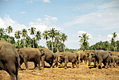 Elephant herd near Kandy, Sri Lanka