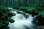 Forest creek, Kleine Ohe, Bayerischer Wald National Park, Bavaria, Germany