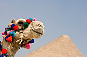Kamel bei den Pyramiden von Gizeh, Kairo, Ägypten