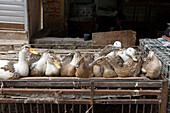 Lebende Enten, Chongqing Markt, Chongqing, China