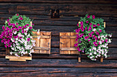 Window with lush flower decorations, Pehab hut, Dachstein mountain range, Salzburg, Austria