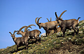 A herd of alpine ibex, Piz Languard, Upper Engadin, Grisons, Switzerland