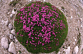 Circular cushion of moss campions, Dachstein range, Upper Austria, Austria