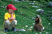 Murmeltier mit Karotte, beobachtet von einem Kind, Bachlalm, Dachsteingruppe, Salzburg, Österreich