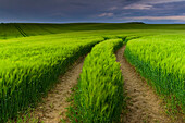 Track trough field of wheat, Schleswig-Holstein, Germany