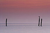 Sea bird sitting on Pole, Fehmarn Island, Baltic Sea, Schleswig-Holstein, Germany