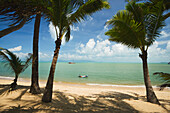 Palms at Mae Nam Beach, Hat Mae Nam, Ko Samui, Thailand