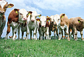 Herd of cows looking curiously at camera, Mecklenburg-Western Pomerania, Germany
