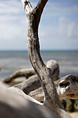Verwittertes Treibholz am Strand, Green Island, Great Barrier Reef, Queensland, Australien