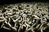 Silkworms, Nanping, Huangshan, China, Asia