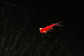 Ein rote Goldfisch im Aquarium, schwarzer Hintergrund, Wasser, China, Asien