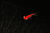 Goldfisch in an aquarium, black background, China