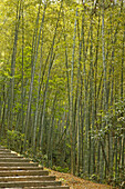 Bambuswald,Bambuswald, Treppe, China, Asien
