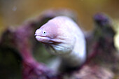 An eel in Prague Aquarium, Holesovice, Prague, Czech Republic