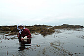 Woman harvesting seaweed, Hamaogi, Chiba, Japan
