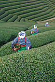 Women picking tea leaves, Uji, Kyoto district, Japan