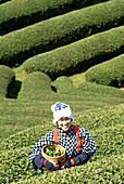 Woman picking tea leaves, Uji, Kyoto district, Japan