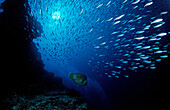 Fleeing fusilier, Maldives Islands,  Indian ocean, Ari Atol, Atoll