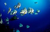 Longfin batfish and scuba diver, Platax teira, Maldives Islands, Indian ocean, Ari Atol, Atoll