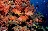 Großdorn-Husarenfisch, Sargocentron spiniferum, Malediven, Indischer Ozean, Ari Atoll