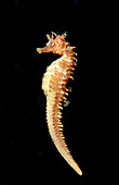 Longsnout seahorse, Hippocampus Guttulatus, Spain, Mallorca, Mediterranean Sea