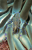 partner shrimp on Snakelocks anemone, Periclimenes sagittifer, Croatia, Istria, Mediterranean Sea