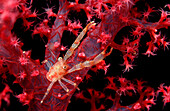 squat lobster on soft coral, Galathea sp., Egypt, Red Sea, Brother Islands