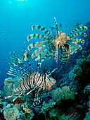 lionfish, turkeyfish, Pterois volitans, Egypt, Red Sea, Hurghada