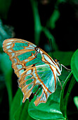 Tropischer Schmetterling, Costa Rica, Südamerika, La Paz Waterfall Gardens, Peace Lodge