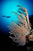 Rote Fächerkoralle und Taucher, gorgonaria, Papua Neu Guinea, Pacifischer Ozean