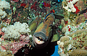 Moustache trifferfish and cleaner wrasse, Balistoides viridescens, Labroides dimidiatus, Egypt, Sha´ab Shouna, Red Sea