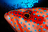 Coral grouper, Cephalopholis miniata, Egypt, Zabargad, Zabarghad, Red Sea