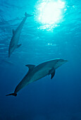 Großer Tümmler, Delphin, Delfin, Tursiops truncatus, Malediven, Indischer Ozean