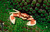 Gefleckter Anemonen-Porzellankrebs, Neopetrolistes maculatus, Indonesien, Wakatobi Dive Resort, Sulawesi, Indischer Ozean, Bandasee