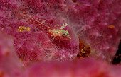 Spitzkopf-Dreiflosser, Enneapterygius tutuilae, Indonesien, Wakatobi Dive Resort, Sulawesi, Indischer Ozean, Bandasee