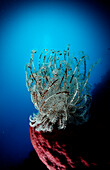 Haarstern, Federstern, Crinoidea, Indonesien, Wakatobi Dive Resort, Sulawesi, Indischer Ozean, Bandasee