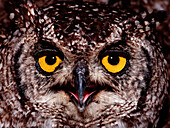 European Eagle Owl, Bubo bubo, Germany, Bavaria