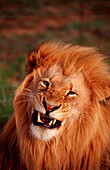 Snarling lion, Panthera leo, South Africa, Kruger National Park