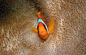 Twobar anemone fish , Amphiprion bicinctus, Djibouti, Djibuti, Africa, Afar Triangle, Gulf of Aden, Gulf of Tadjourah