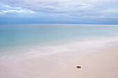 Krebs am Strand, Denis Island, Seychellen